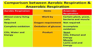 The released hydrogen atom binds with 2 oxygen atoms (oxygen is available in aerobic. Aerobic Respiration And Anaerobic Respiration Comparative View Qs Study