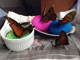 Check spelling or type a new query. Baby It S Cold Outside What To Do With Late Season Butterflies Texas Butterfly Ranch