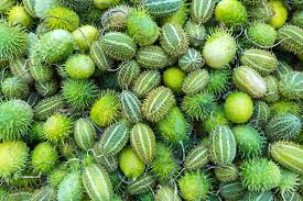Image result for Cucumis