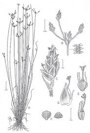 Image result for Bulbostylis megastachys