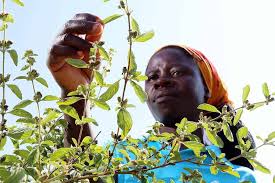 Image result for Lippia javanica