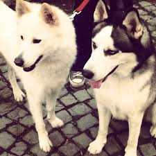 Ayca Bahar Adli Kullanicinin Husky Panosundaki Pin