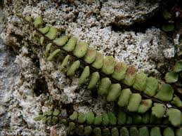 Image result for sleziník Asplenium