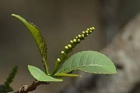 Image result for Excoecaria bussei