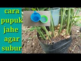 Budidaya jahen merah ini bisa menjadi salah satu. Cara Menanam Jahe Di Lahan Terbuka Agar Jahe Berbuah Banyak Dan Besar Litetube