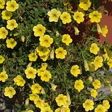 Maybe you would like to learn more about one of these? Million Bells Neon Yellow Calibrachoa Calibrachoa Million Bells Neon Yellow In Greensboro High Point Winston Salem Summerfield North Carolina Nc At New Garden Landscaping Nursery