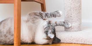 One way to prevent your cat from scratching your furniture is to introduce a scratching post. The Best Cat Scratchers For 2021 Reviews By Wirecutter