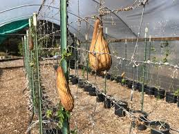 Image result for Luffa