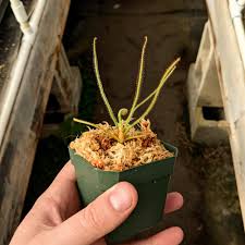 Image result for Drosera pilosa