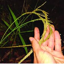 Image result for Eriochloa fatmensis