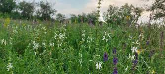 Image result for Stachys pseudonigricans