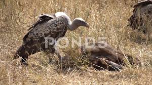 African Vulture Eating Meat From Dead Animal In Savanna Close Up Slow Ad Meat Dead Eating African African Vulture Savanna