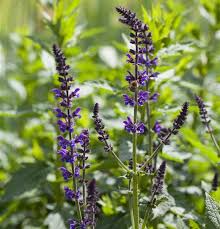 Garten salbei (salvia officinalis), auch bekannt als salbei oder kulinarische salbei, ist ein salbei pflege salbei pflanzen schneiden und überwintern from garten salbei schneiden. Salvia Nemorosa Mainacht Bluten Salbei Gartenbaumschule Becker
