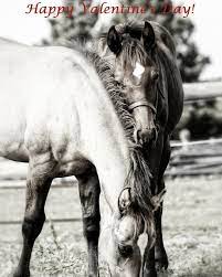 Dorothy Puddester On Instagram Happy Valentine S Day Valentines Valentines2017 Horses Equestrian Equine Lovemyhorse Ho Horses Show Horses Horse Lover