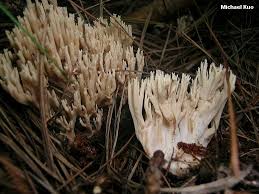Image result for Ramaria stricta