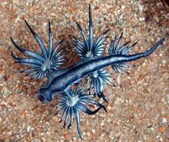 Image result for Bolboschoenus glaucus