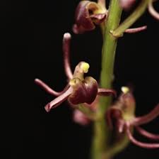Image result for Bulbophyllum expallidum