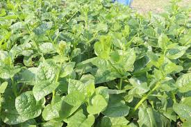 Image result for Basellaceae