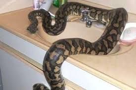 Mencegah ular masuk ke dalam rumah. Tips Mencegah Agar Ular Tak Masuk Rumah Di Musim Hujan Seperti Sekarang Bolastylo Bolasport Com