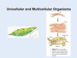 Maybe you would like to learn more about one of these? Unicellular And Multicellular Organisms