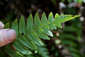 Image result for Blechnum attenuatum