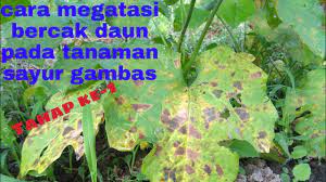 Check spelling or type a new query. Cara Mengatasi Bercak Daun Pada Sayur Gambas Tahap K 1 Youtube