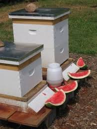 Bildergebnis Fur Bienenbeute Richtig Aufstellen Bienen Bienenprodukte Bienenbeute