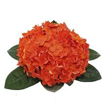 Image result for Ixora nana
