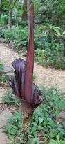 Image result for Amorphophallus goetzei