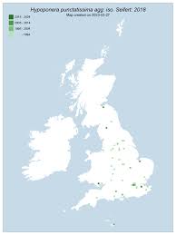 Image result for Zornia punctatissima