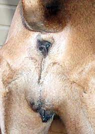 Looking for information on the anime ano hi mita hana no namae wo bokutachi wa mada shiranai. Anus Wiktionary