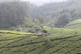 Lokasi dantransportasi kebun teh cipasung majalengka : Perkebunan Teh Cula Mega Knpi Desa Cipasung Lemahsugih