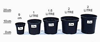 For regular plants the rule of thumb is to get a gallon (3,7 liters) of dirt per foot (30,4 cm) of the plant height. Nps Shrubs Container Size Cs Design Software