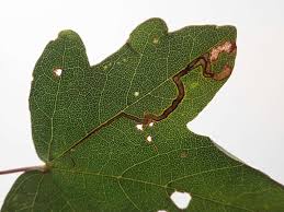 Image result for Stigmella prunetorum