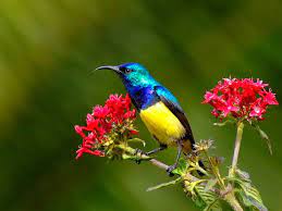 Maybe you would like to learn more about one of these? Hd Wallpaper Beautiful Bird Bird W Flowers Animals Birds Hd Art Picture Wallpaper Flare
