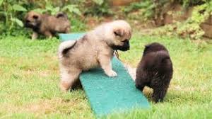 We are a natural rearing dog breeder of a very rare and special breed called eurasier. Eurasier Puppies 4 5 Weeks Old Youtube