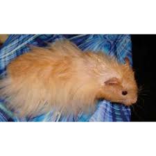 2yr · tarojelly · r/hamsters. Hamster Syrian Syria Sirian Long Hair Anggora Shopee Indonesia