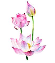 Watercolour Lotus Watercolor Clipart Card Floral Elements Lotus Flower Art Watercolor Lotus Lotus Art