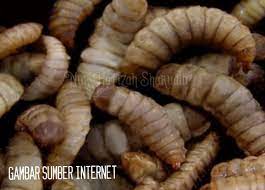 Meski ada berbagai cara menghilangkan tahi lalat secara alami, pastikan anda hanya melakukan tindakan sesuai yang direkomendasikan dokter. Nur Hafizah Sharudin S Blog Black Soldier Fly Bsf Antara Potensi Dan Ancaman