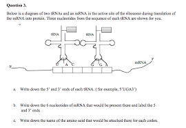 The centers for disease control (cdc) describes these mrna vaccines as containing instructions for. Question 3 Below Is A Diagram Of Two Trnas And An Chegg Com
