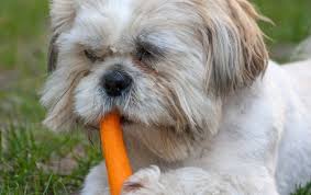 10 Fruits Vegetables That Dogs Absolutely Love Overweight Dog Can Dogs Eat Carrots Dog Teeth