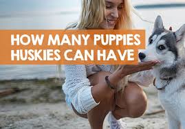 Maybe you would like to learn more about one of these? How Many Puppies Can A Husky Have First Time Litter Sizes