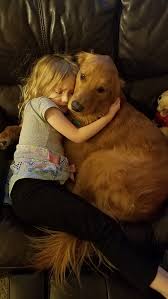 They snuggle together as they look over their new brood, proudly watching their newborn puppies wriggle on the blanket. Is A Golden Retriever Safe For Babies Quora