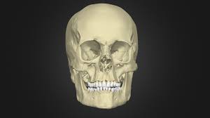 The foramen magnum, housing the brainstem, is also a part of the. The Anatomy Of The Human Skull Download Free 3d Model By Hannahnewey Hannahnewey Baf6ac7