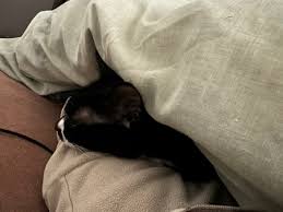 猫の腕枕の姿が…… | ある日突然、世界から音が半分消えた 〜突発性難聴治療記〜 と猫とグルメと釣りのブログ