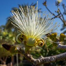 Image result for Pseudobombax