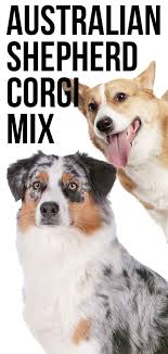 Shih tzu mix puppies (yup > big bay ) pic hide this posting restore restore this posting. Australian Shepherd Corgi Mix The Herding Dog Combination