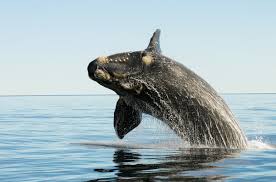 Image result for whale