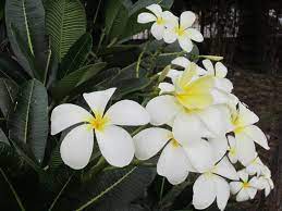 Pin On Gardeningツ