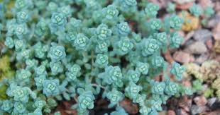 Specializing in rare and unusual annual and perennial plants, including cottage garden heirlooms and hard to find california native wildflowers. Growing Sedum Dasyphyllum Learn Corsican Stonecrop Succulent Care